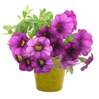 Blumen-Set Petunia