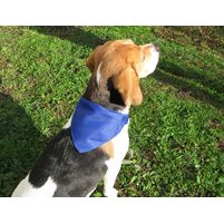 Hundehalsband Rex
