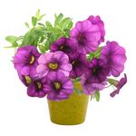 Blumen-Set Petunia